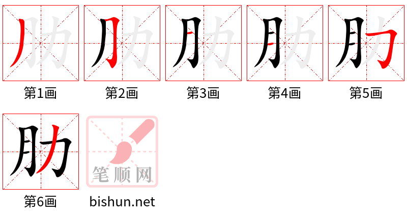 肋 笔顺规范