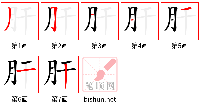 肝 笔顺规范