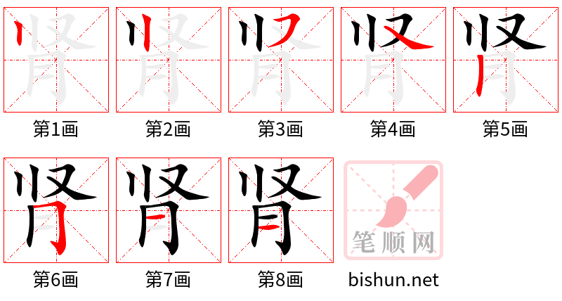 肾 笔顺规范