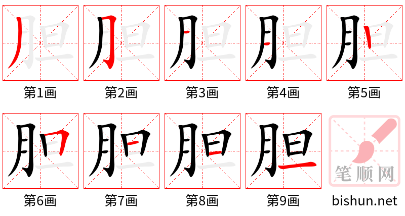 胆 笔顺规范