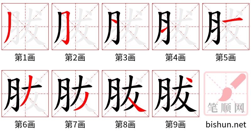 胈 笔顺规范