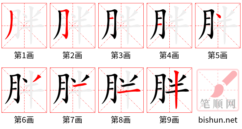 胖 笔顺规范