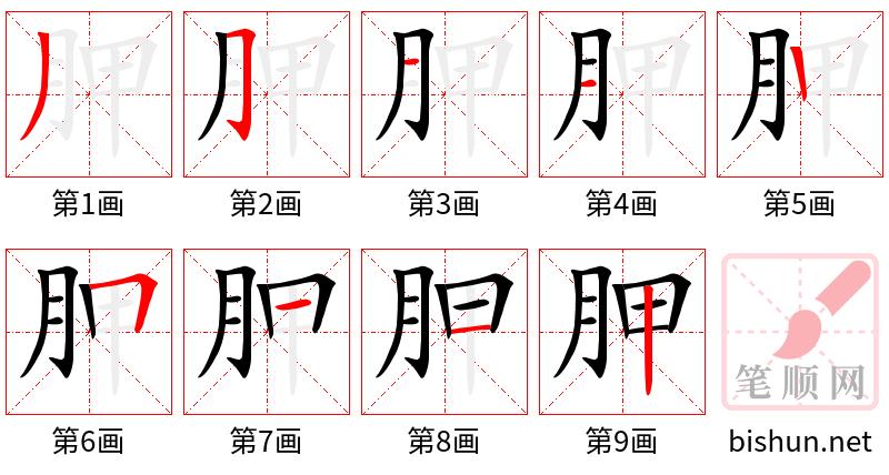 胛 笔顺规范