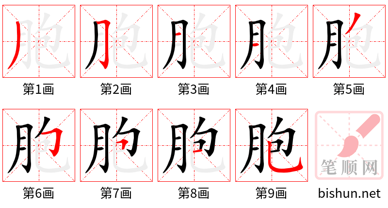 胞 笔顺规范