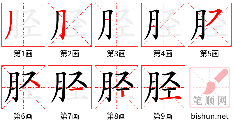 胫 笔顺规范