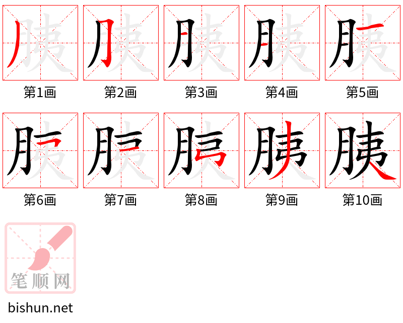 胰 笔顺规范