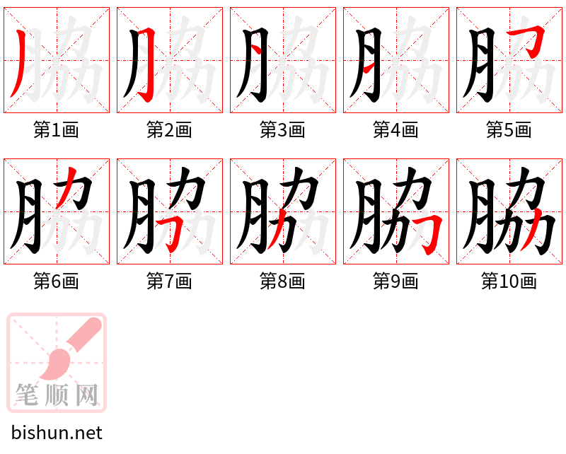 脇 笔顺规范