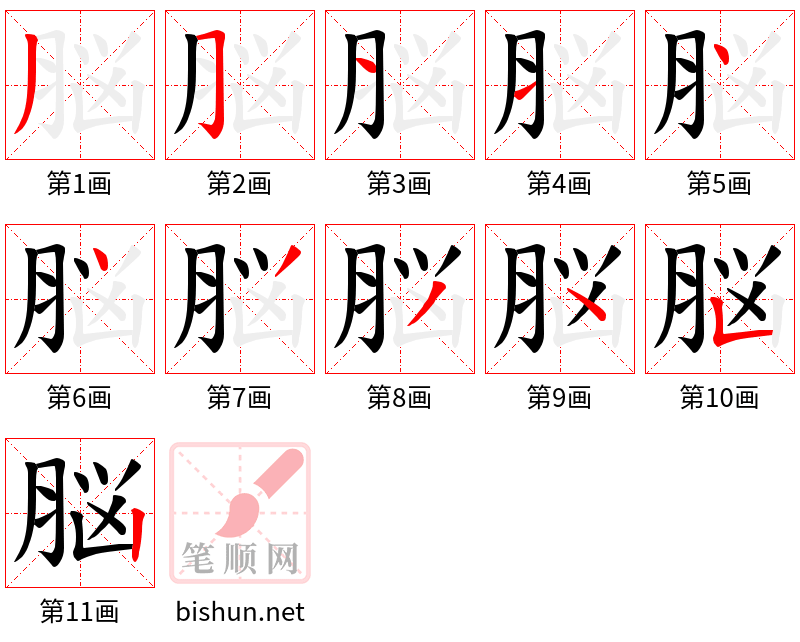 脳 笔顺规范