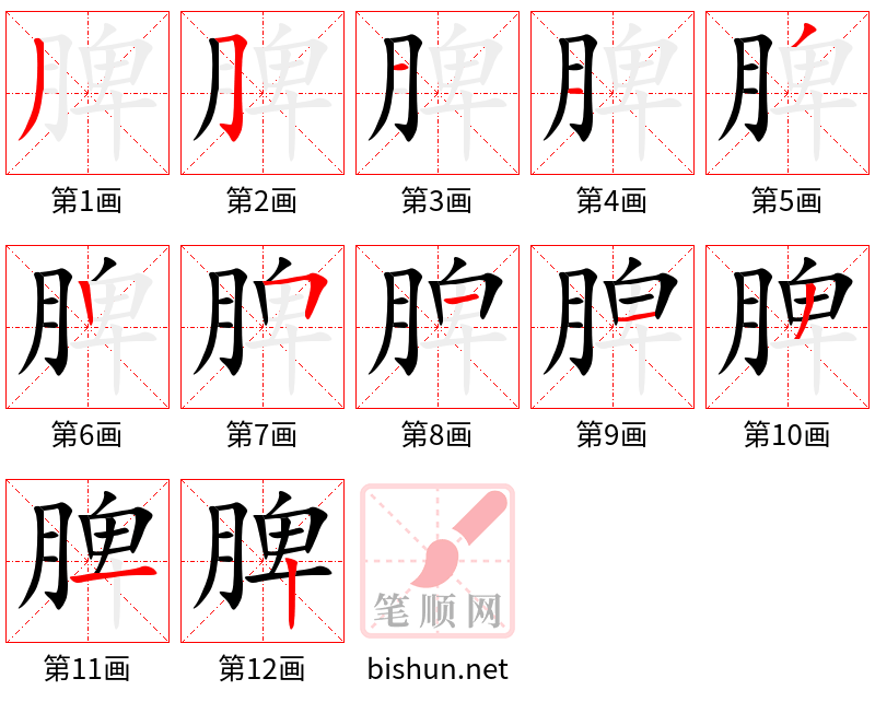 脾 笔顺规范