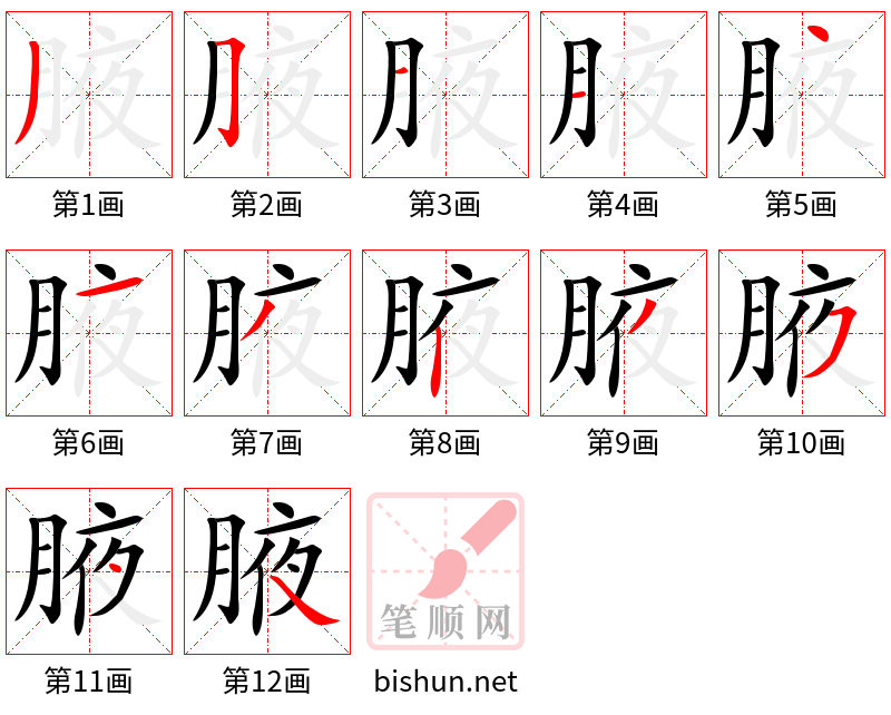 腋 笔顺规范