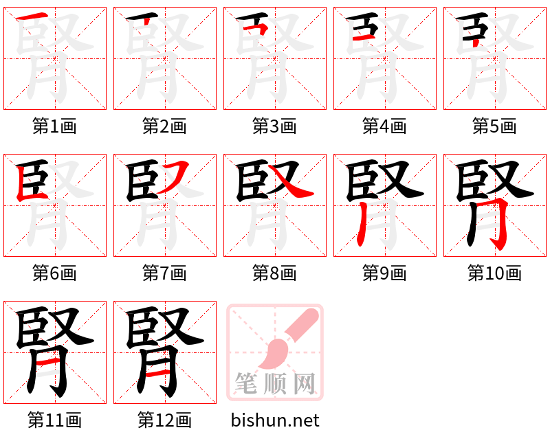 腎 笔顺规范