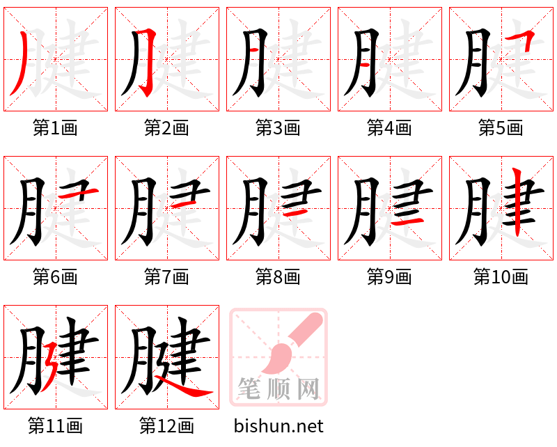 腱 笔顺规范