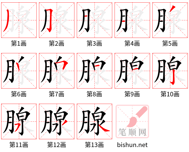 腺 笔顺规范