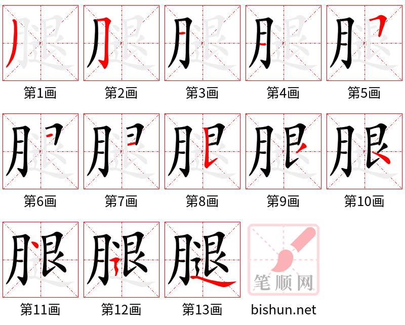 腿 笔顺规范