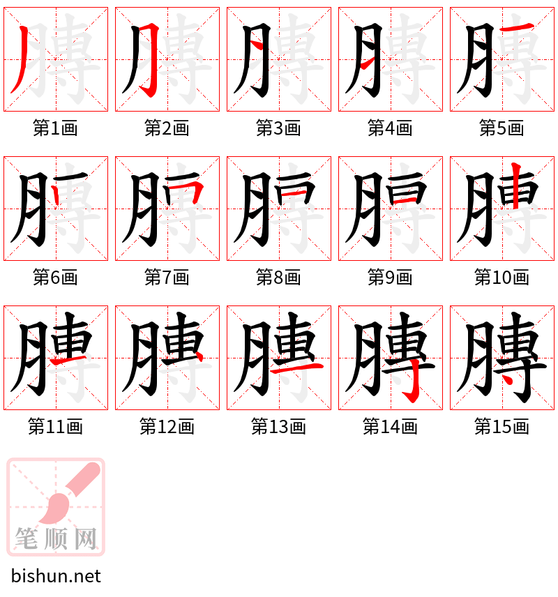 膞 笔顺规范